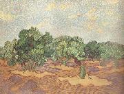 Vincent Van Gogh Olive Grove:Pale Blue Sky (nn04) oil on canvas